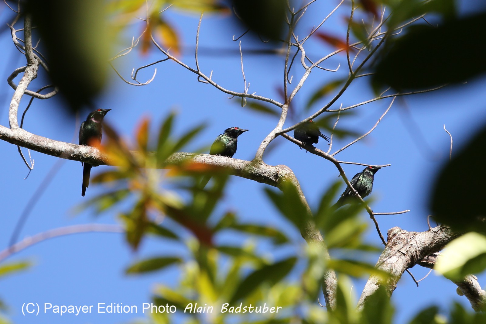 Oiseaux à Cape Tribulation
