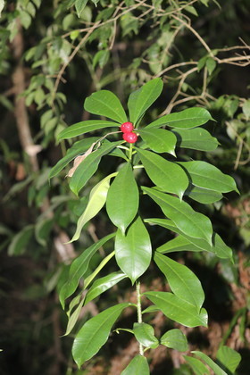 Quatre jours de terrain à Punta Gorda