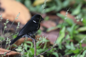 Parque Natural Metropolitano