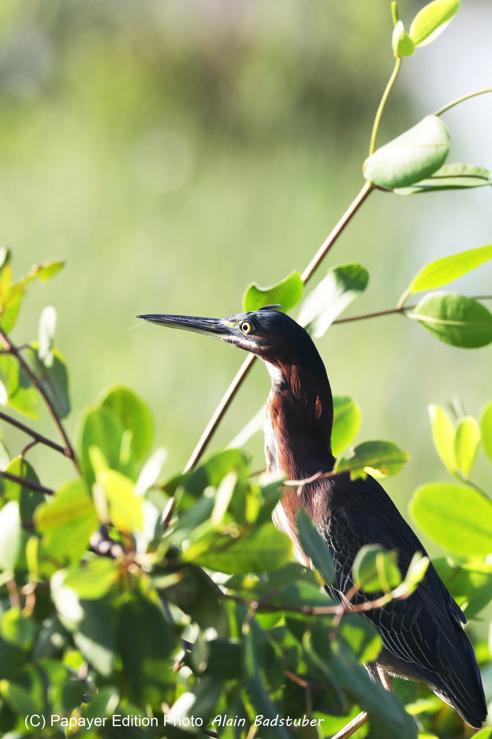 Hopkins, Octobre-Novembre 2021