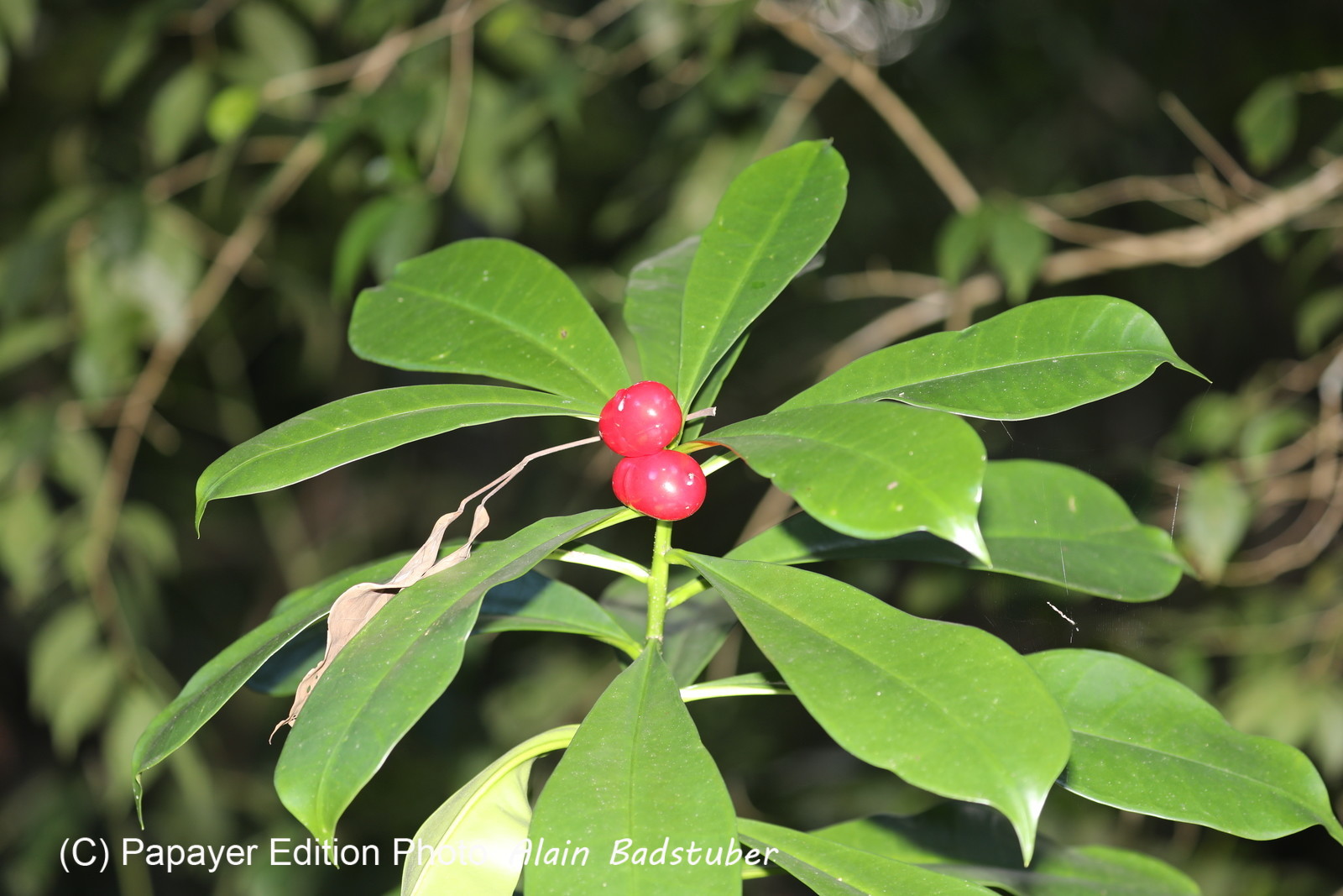 Quatre jours de terrain à Punta Gorda