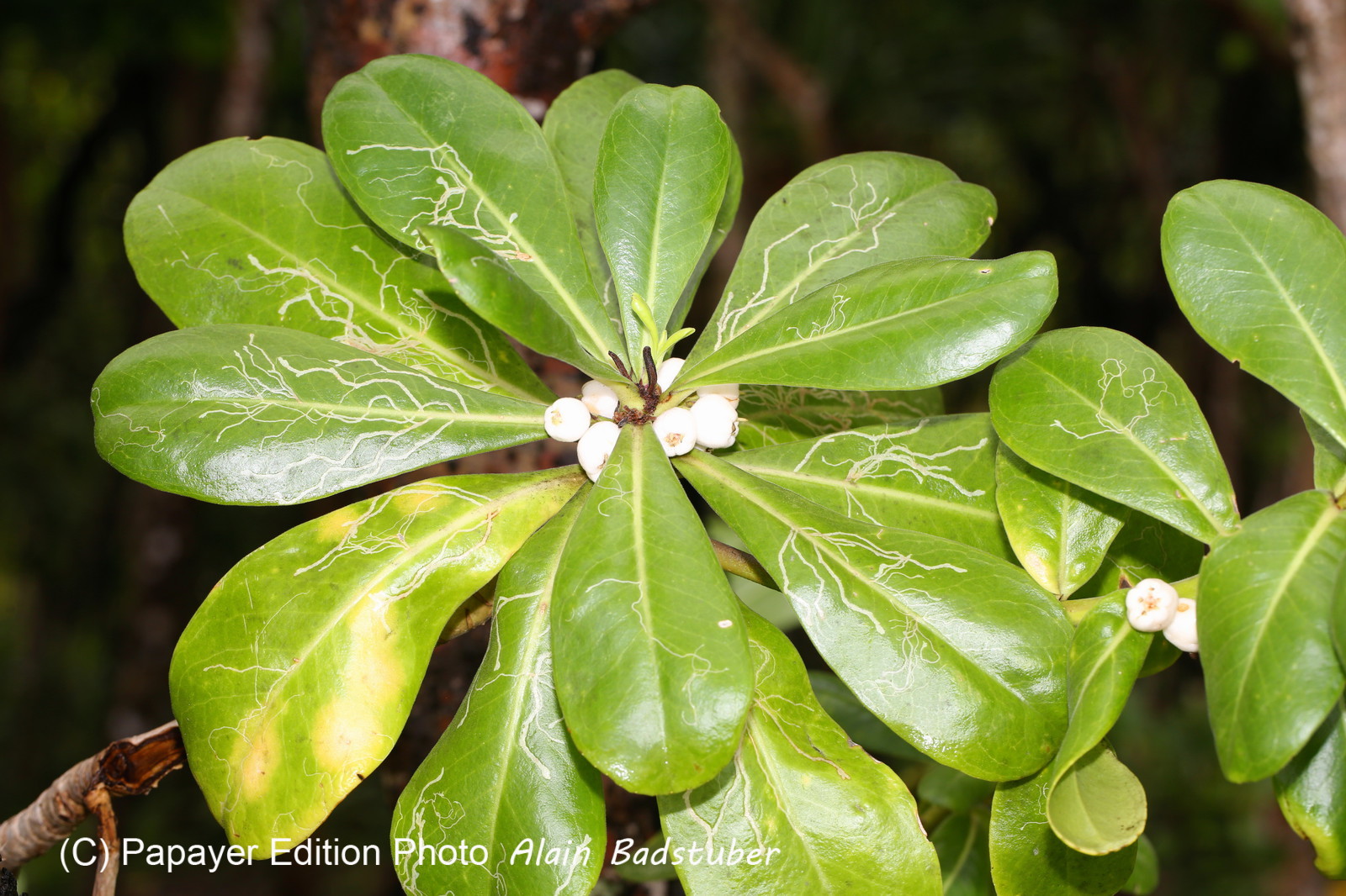 L'Australie à Cow Bay et Cape Tribulation en 2017