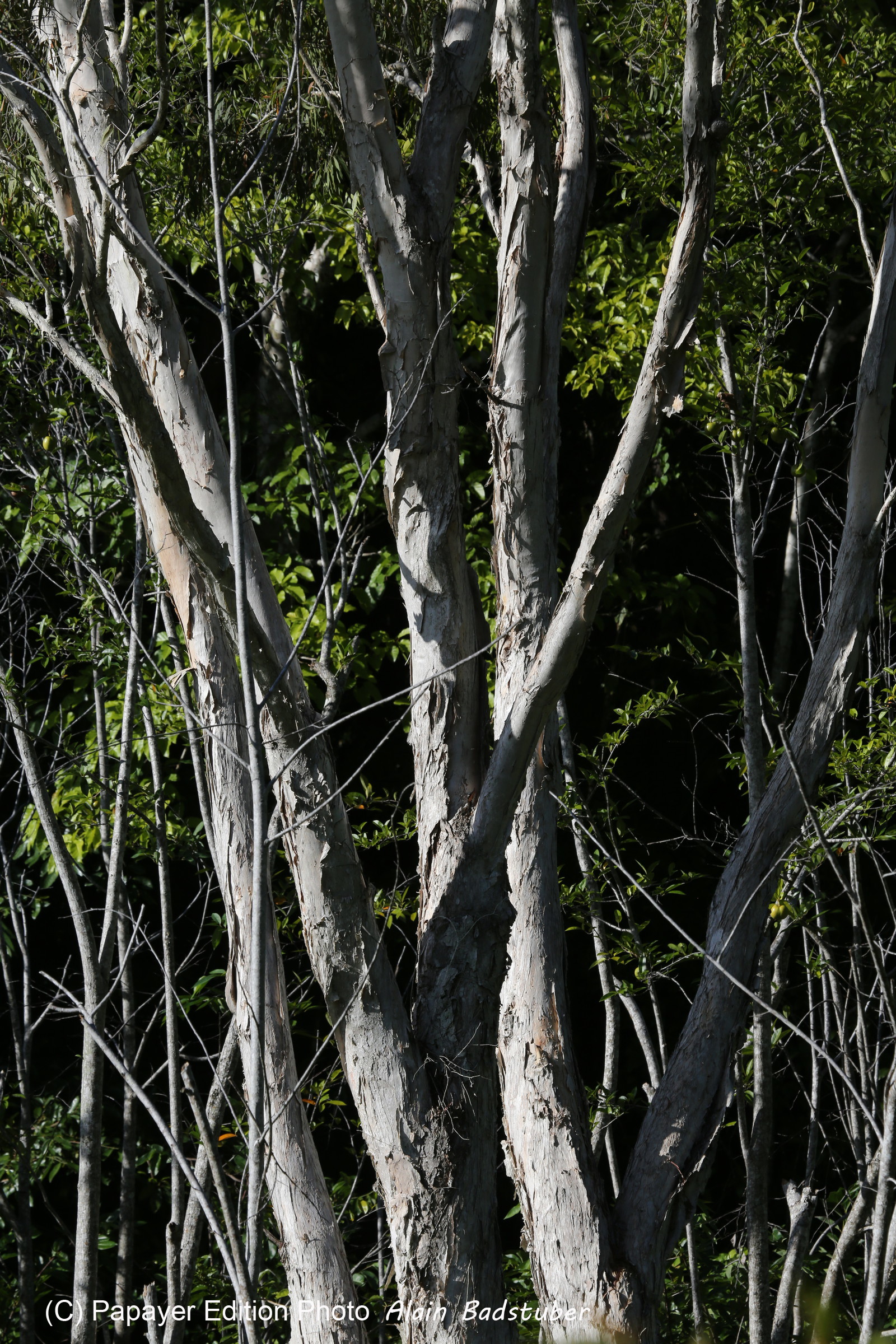 L'Australie à Cow Bay et Cape Tribulation en 2017