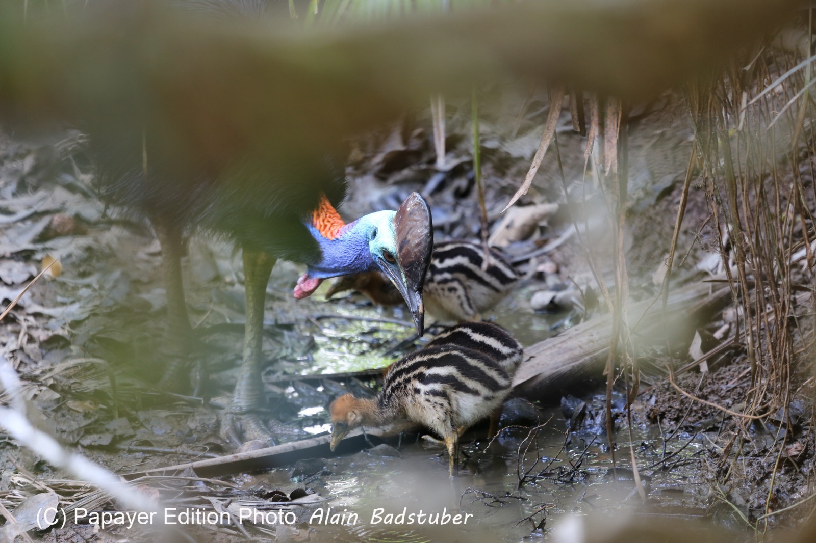 Oiseaux à Cape Tribulation