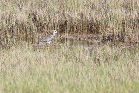 Deuxième séjour à Sarteneja, Bélize, Novembre - Décembre 2021