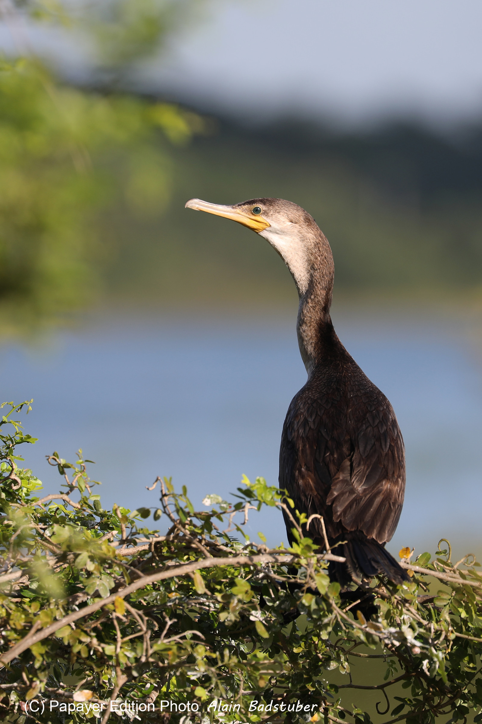 Premier séjour à Crooked Tree , au Bélize en octobre 2021