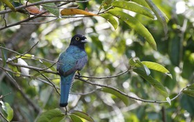 Violaceus_Trogon.jpg