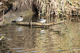 Faune et Flore de Suisse, 2022