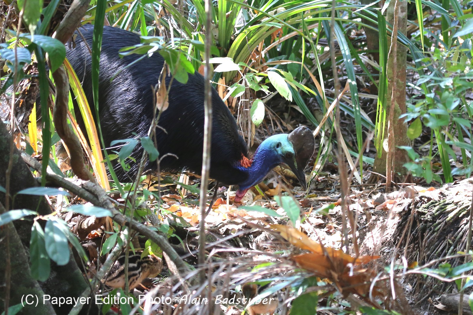 Oiseaux à Cape Tribulation