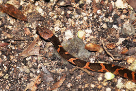 Serpents du Belize, Cat eyed snake, Leptodeira frenata