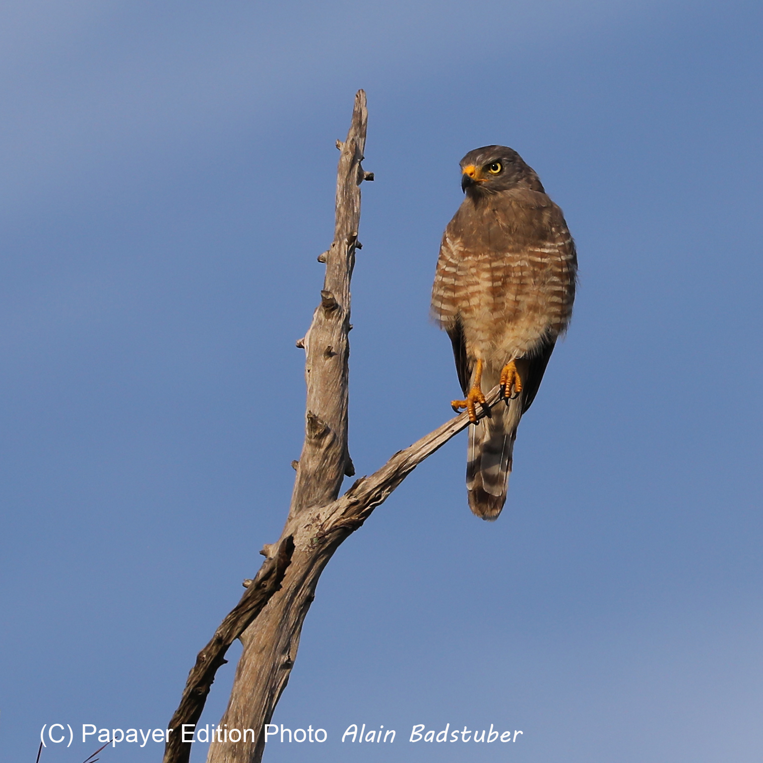 Premier séjour à Crooked Tree , au Bélize en octobre 2021