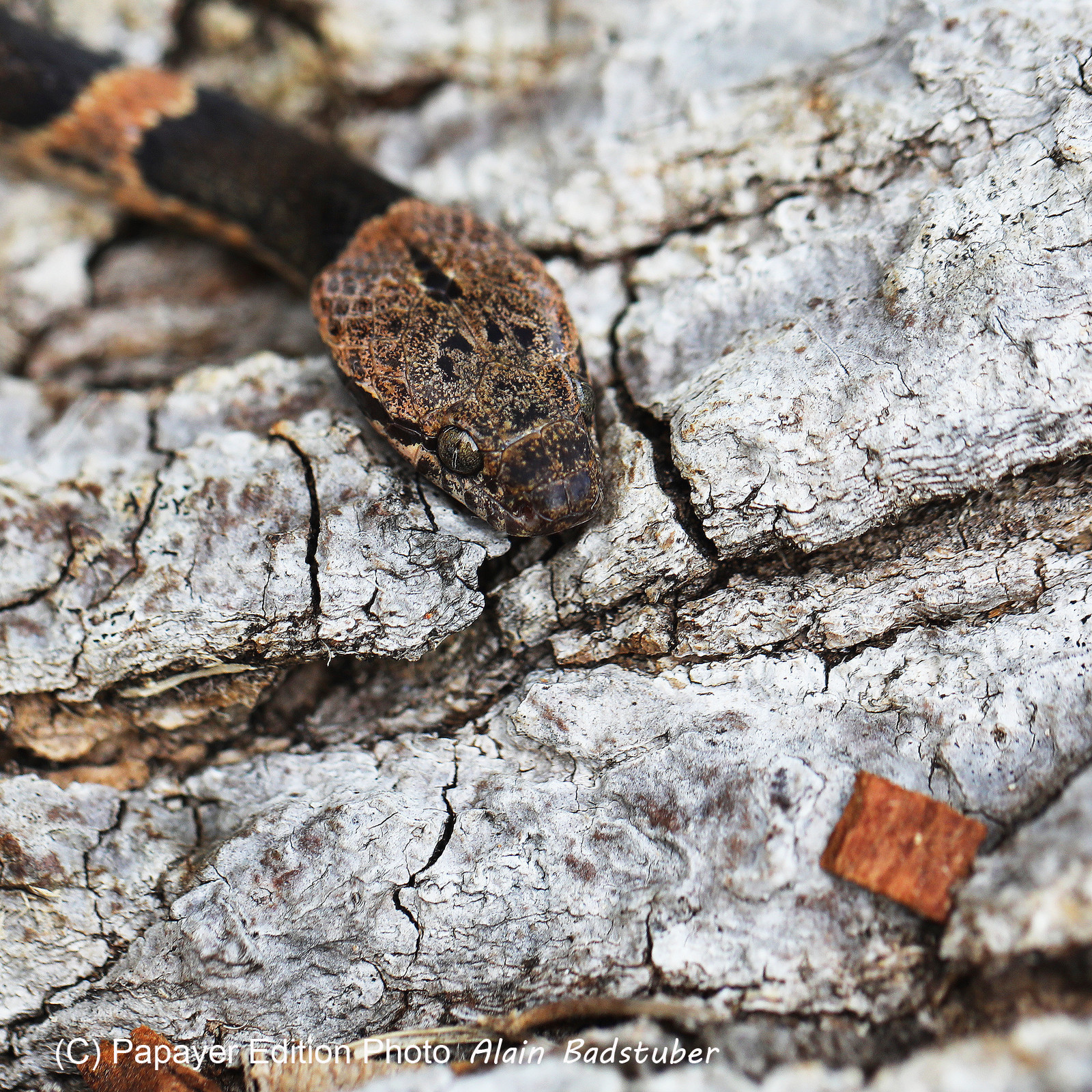 Serpents du Belize, Cat eyed snake Leptodeira frenata