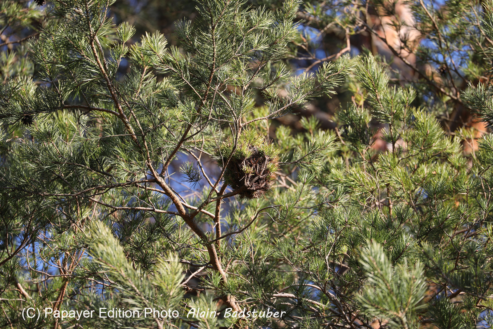 Faune et Flore de Suisse, 2022
