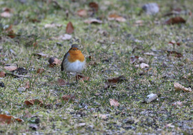 Faune et Flore de Suisse, 2022