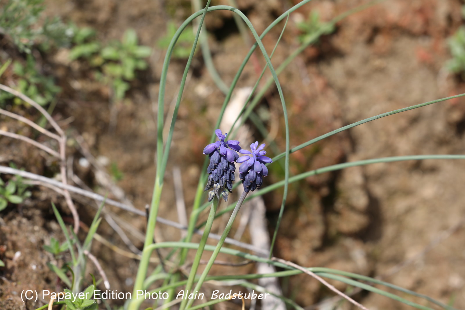 Muscari à grappe (Muscari racemosum)