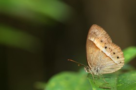 Papillons à Cape Tribulation
