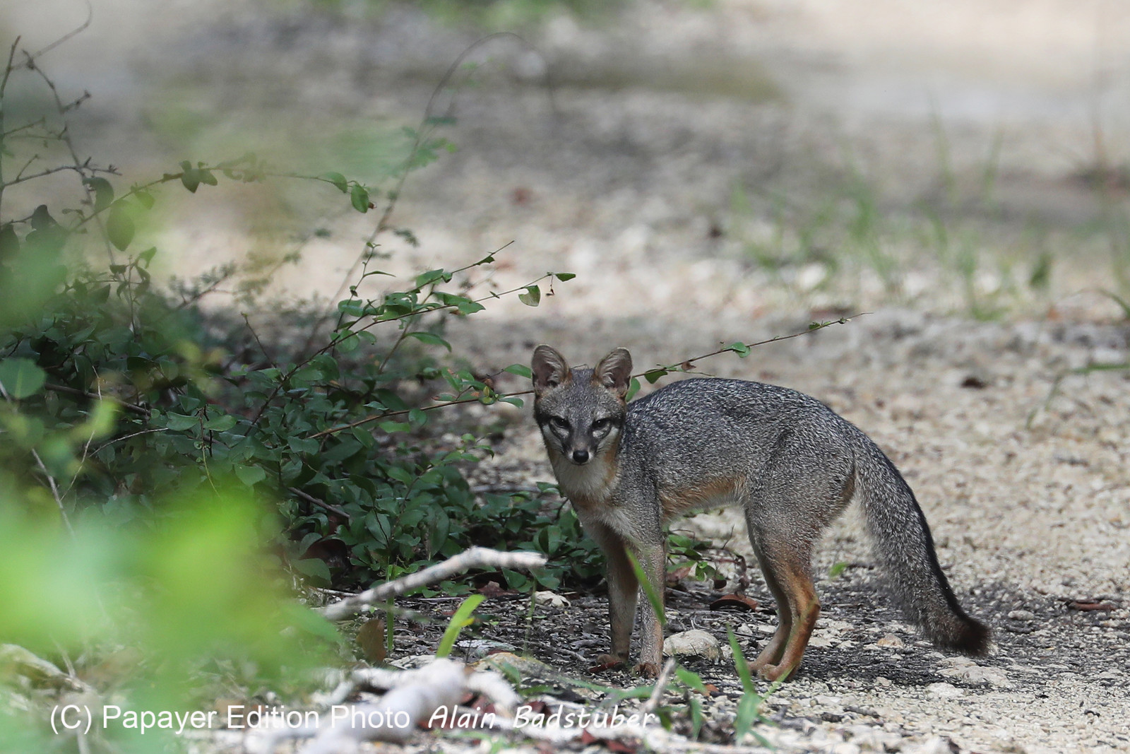 Deuxième séjour à Sarteneja, Bélize, Novembre - Décembre 2021