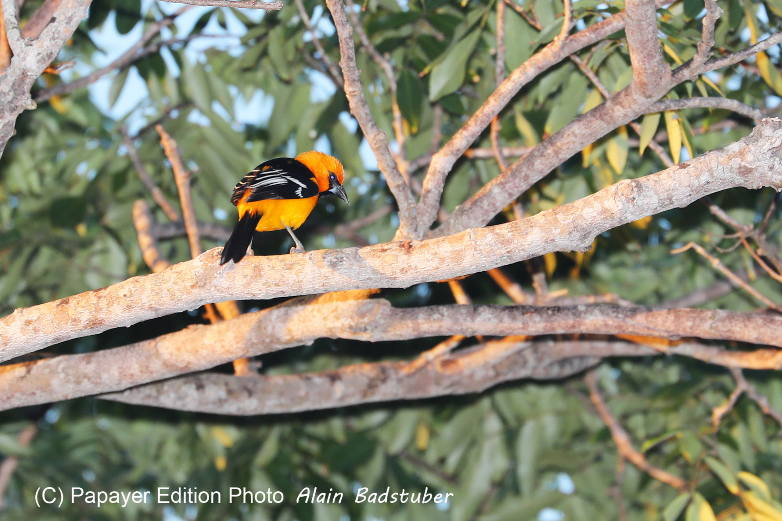 Deuxième séjour à Sarteneja, Bélize, Novembre - Décembre 2021