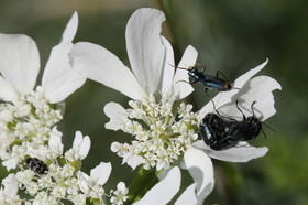 Ballade aux Follatères en mai 2018