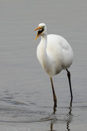 Faune et Flore de Suisse, 2022, Champs-Pittet, Grande Aigrette