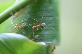Fourmis à Cape Tribulation