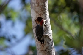 Images_Belize_2011_063