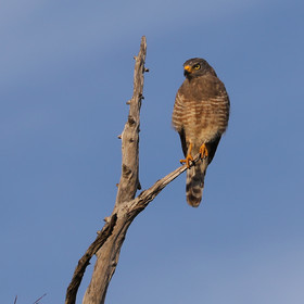 Premier séjour à Crooked Tree , au Bélize en octobre 2021