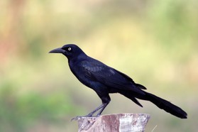 Images_Belize_2011_010