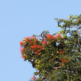Végétaux et Champignons