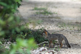 Deuxième séjour à Sarteneja, Bélize, Novembre - Décembre 2021