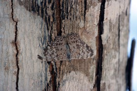 Images_Belize_2011_044