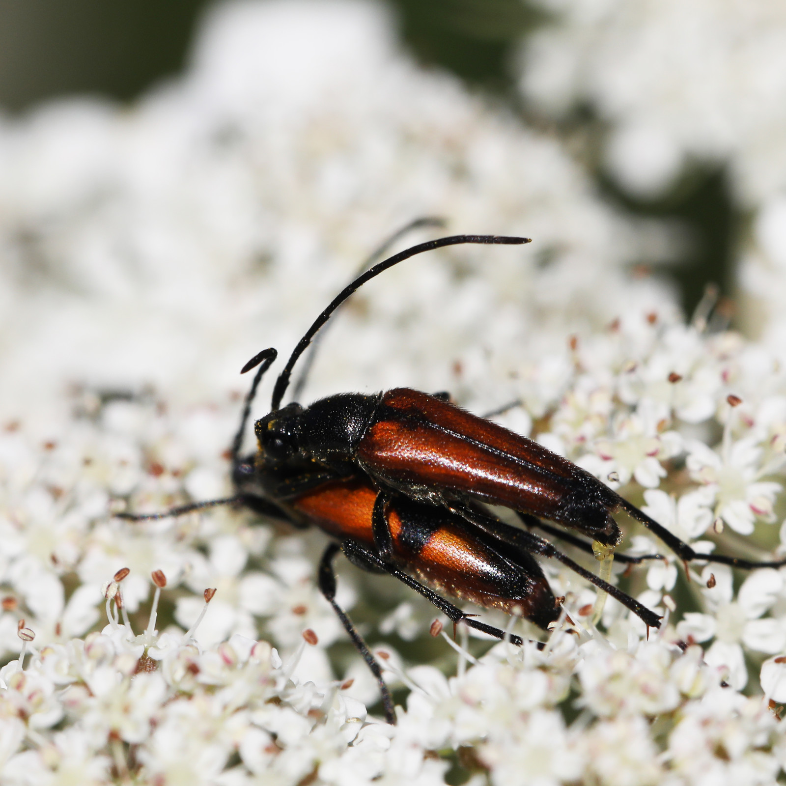 cerambycidae_1.jpg