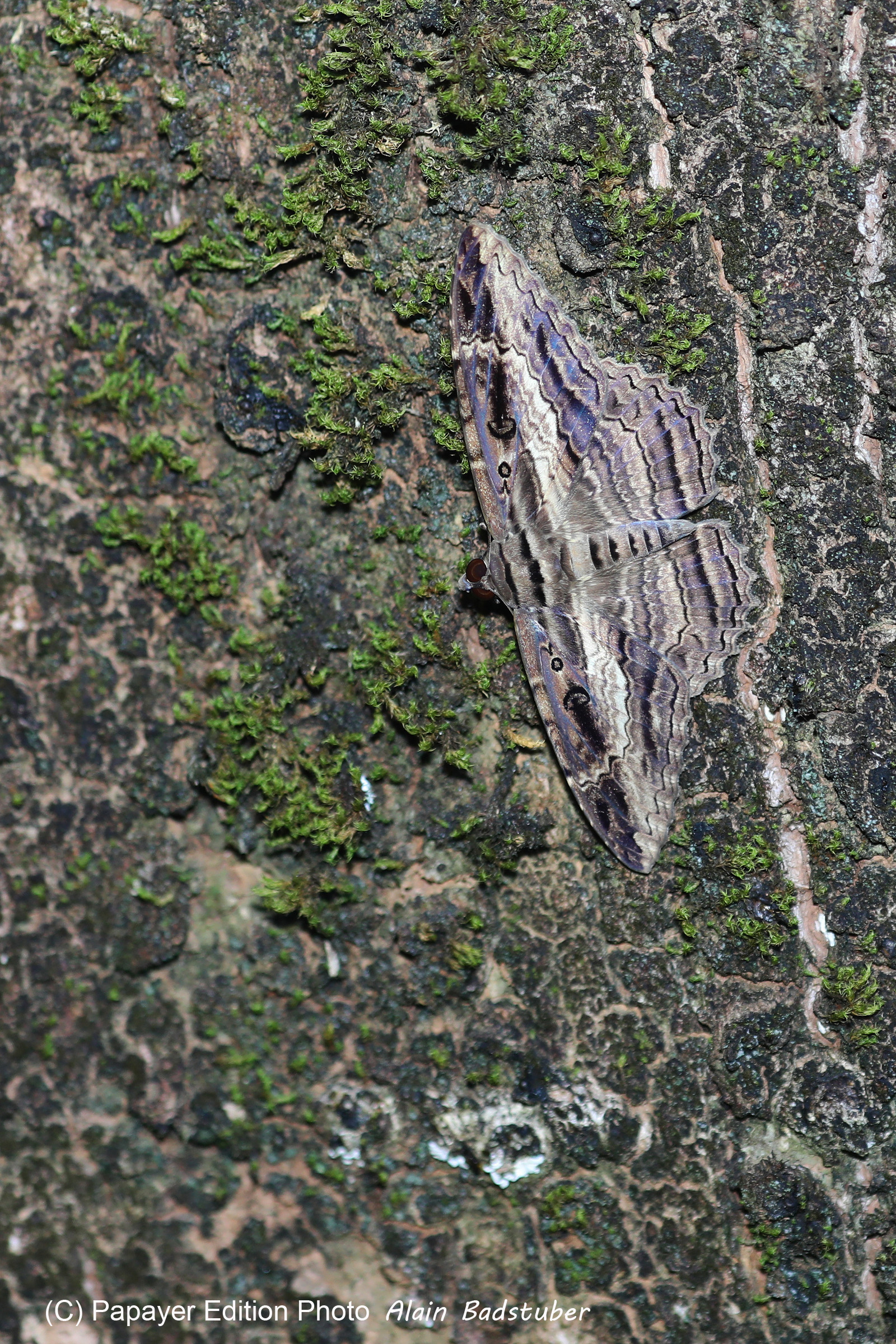 Quatre jours de terrain à Punta Gorda