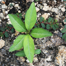 Végétaux et Champignons