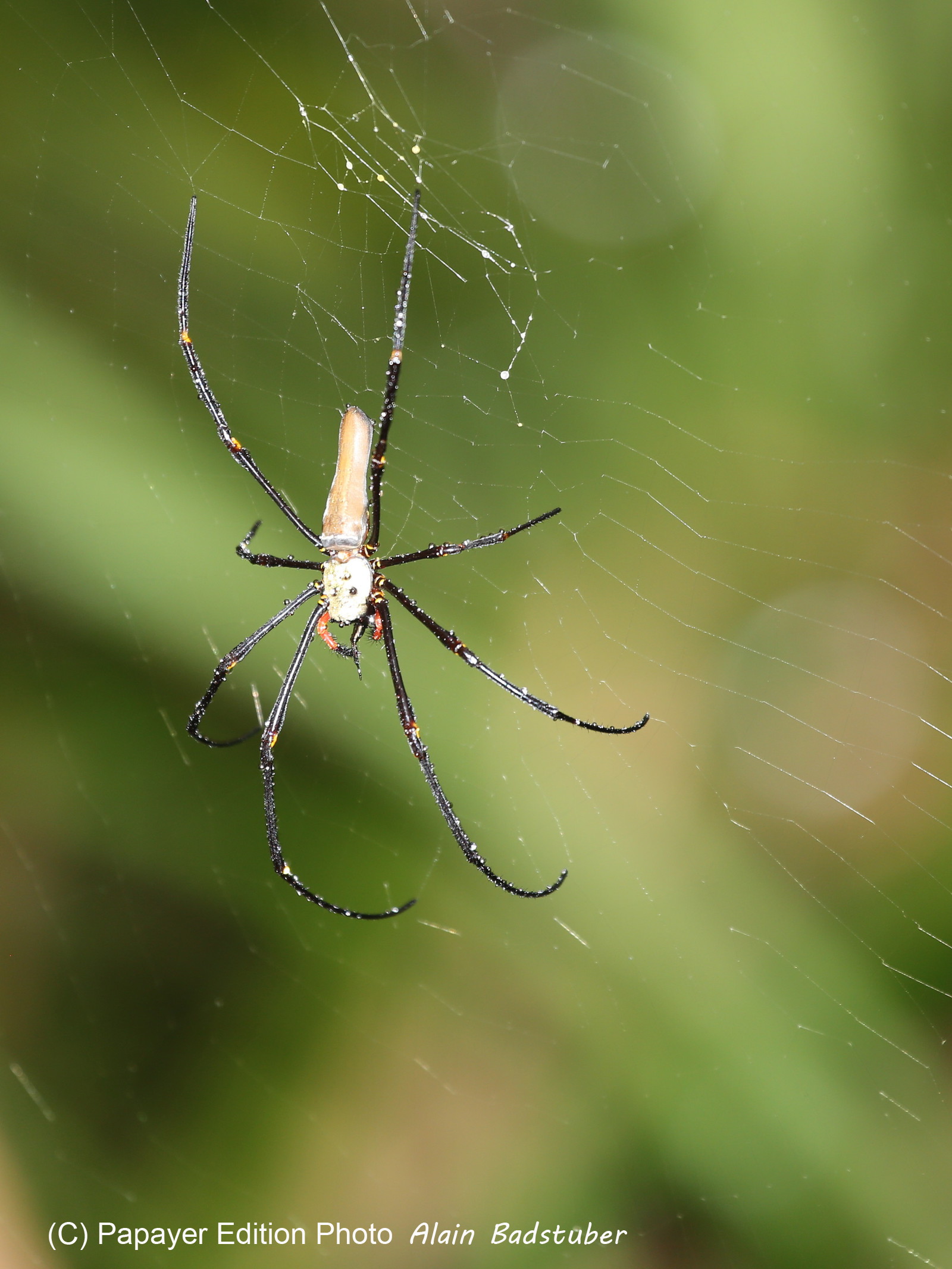 L'Australie à Cow Bay et Cape Tribulation en 2017