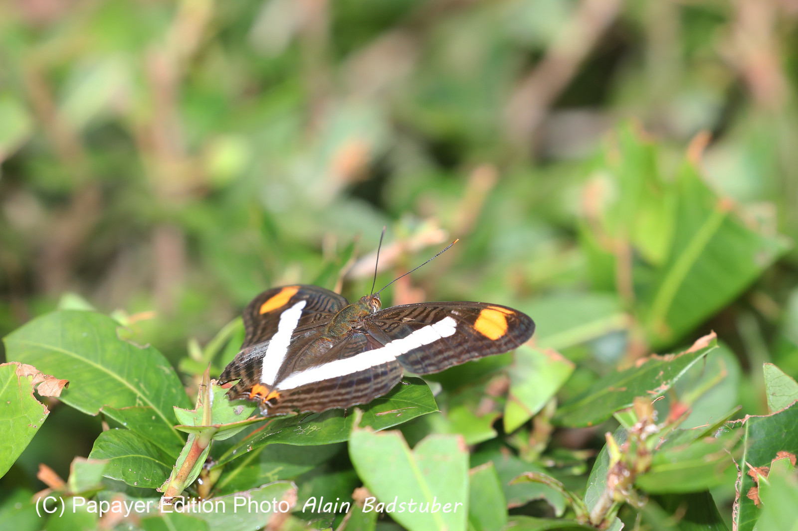 Quatre jours de terrain à Punta Gorda