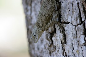 Images_Belize_2011_256