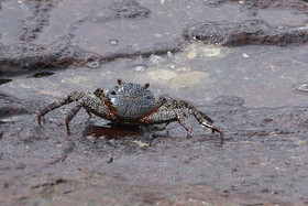 Punta Culebra Nature Center