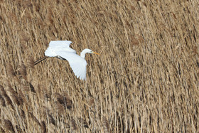 Faune et Flore de Suisse, 2022