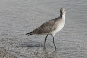 Hopkins, Octobre-Novembre 2021