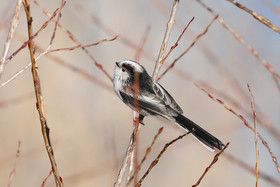 Faune et Flore de Suisse, 2022, Vaumarcus, Mésange à longue queue