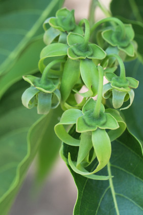 Végétaux et Champignons