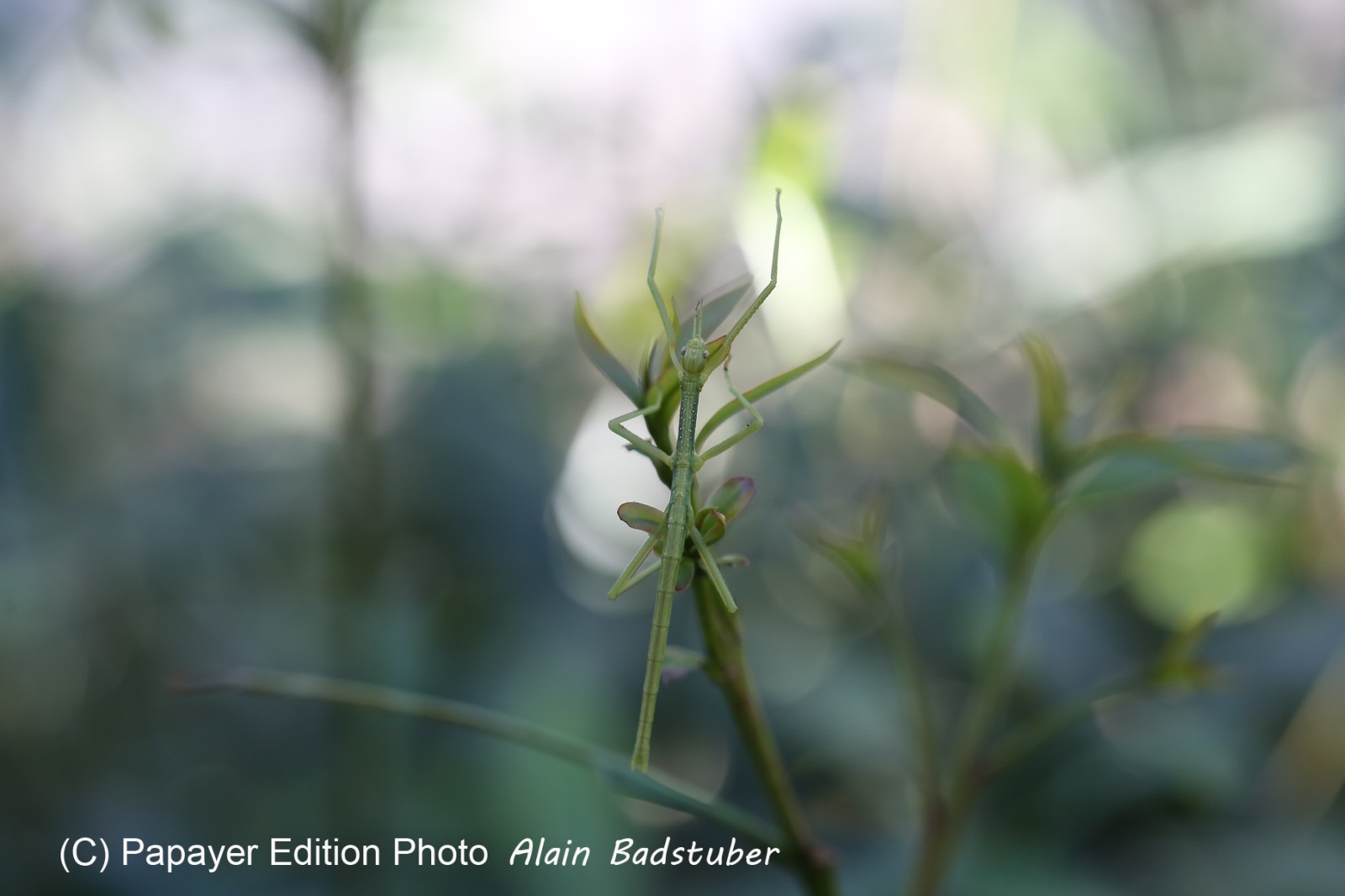 Phasmes à Cape Tribulation