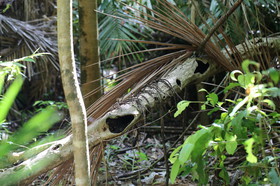 L'Australie à Cow Bay et Cape Tribulation en 2017