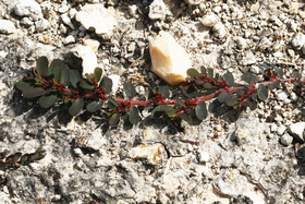 Végétaux et Champignons