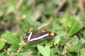 Quatre jours de terrain à Punta Gorda