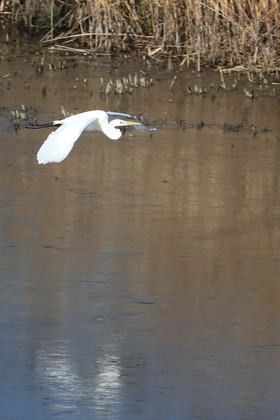 Faune et Flore de Suisse, 2022