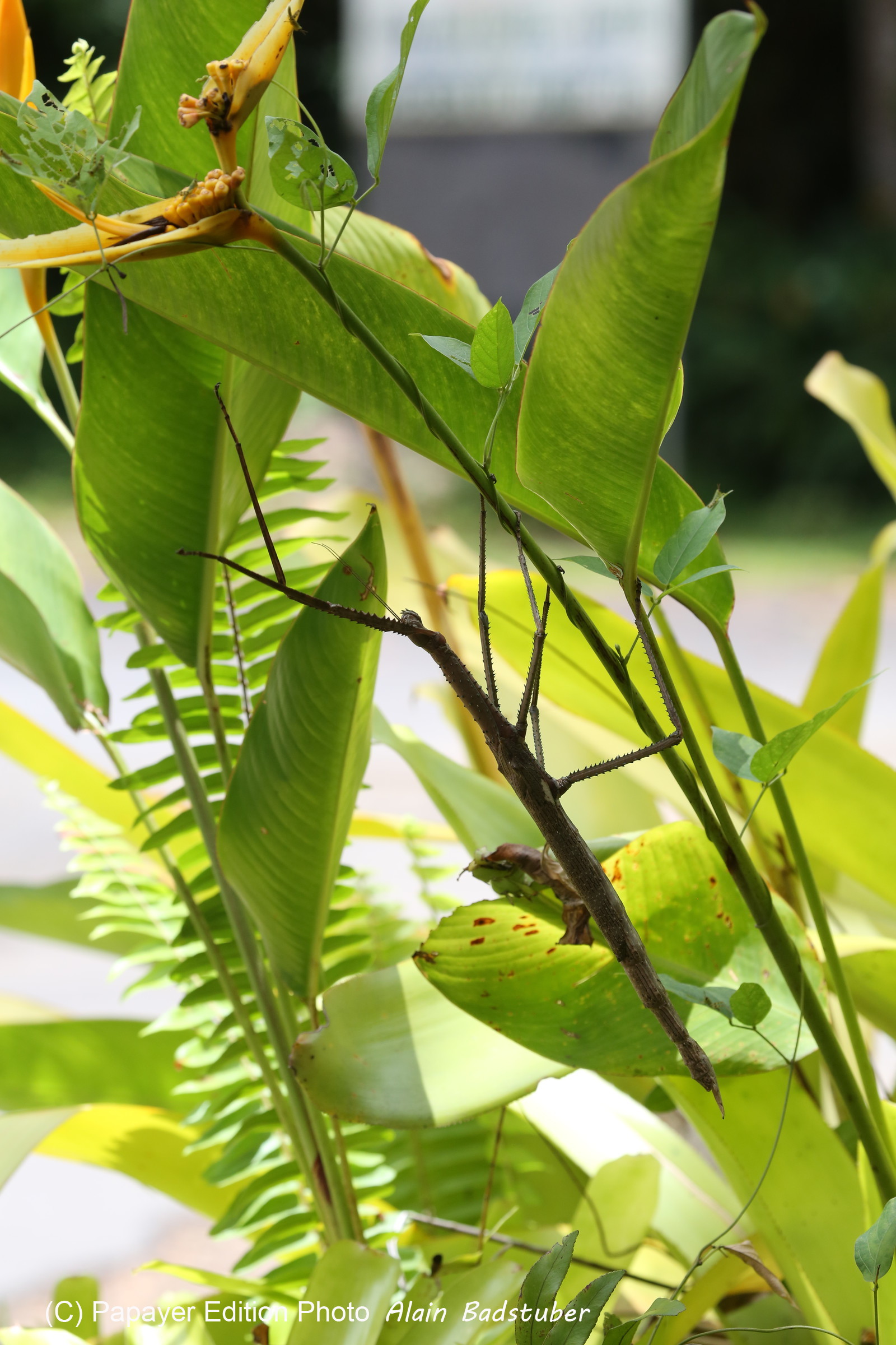 L'Australie à Cow Bay et Cape Tribulation en 2017