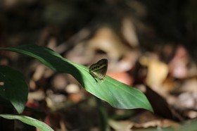 Papillons à Cape Tribulation