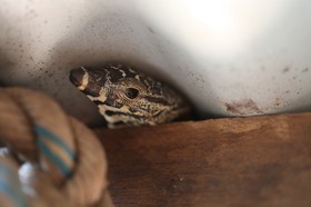 Reptiles à Cape Tribulation